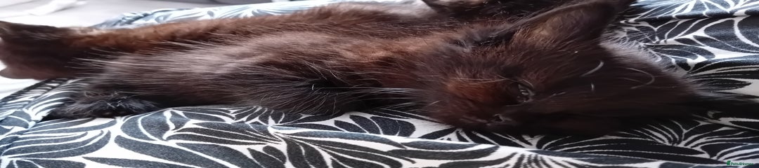 Mixed Breed Kitten 2