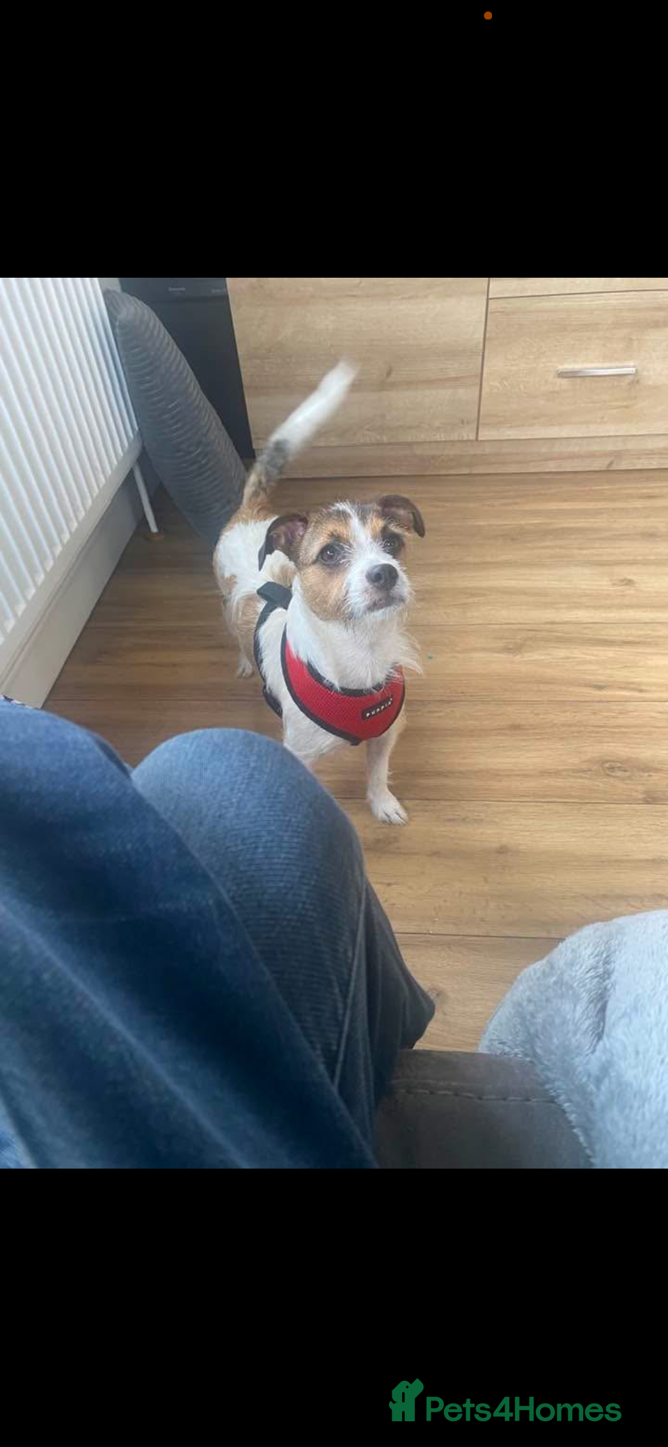 Jack Russell dogs 3 year old jack russell - Advert 1