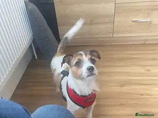 Jack Russell dogs 3 year old jack russell - Advert 1