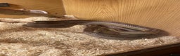 Corn Snake reptiles for sale: Corn snake - Advert 1