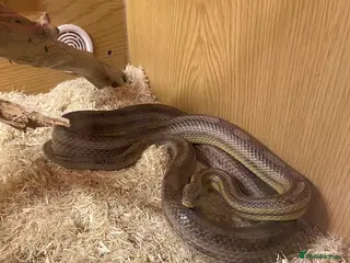 Corn Snake reptiles Corn snake - Advert 7