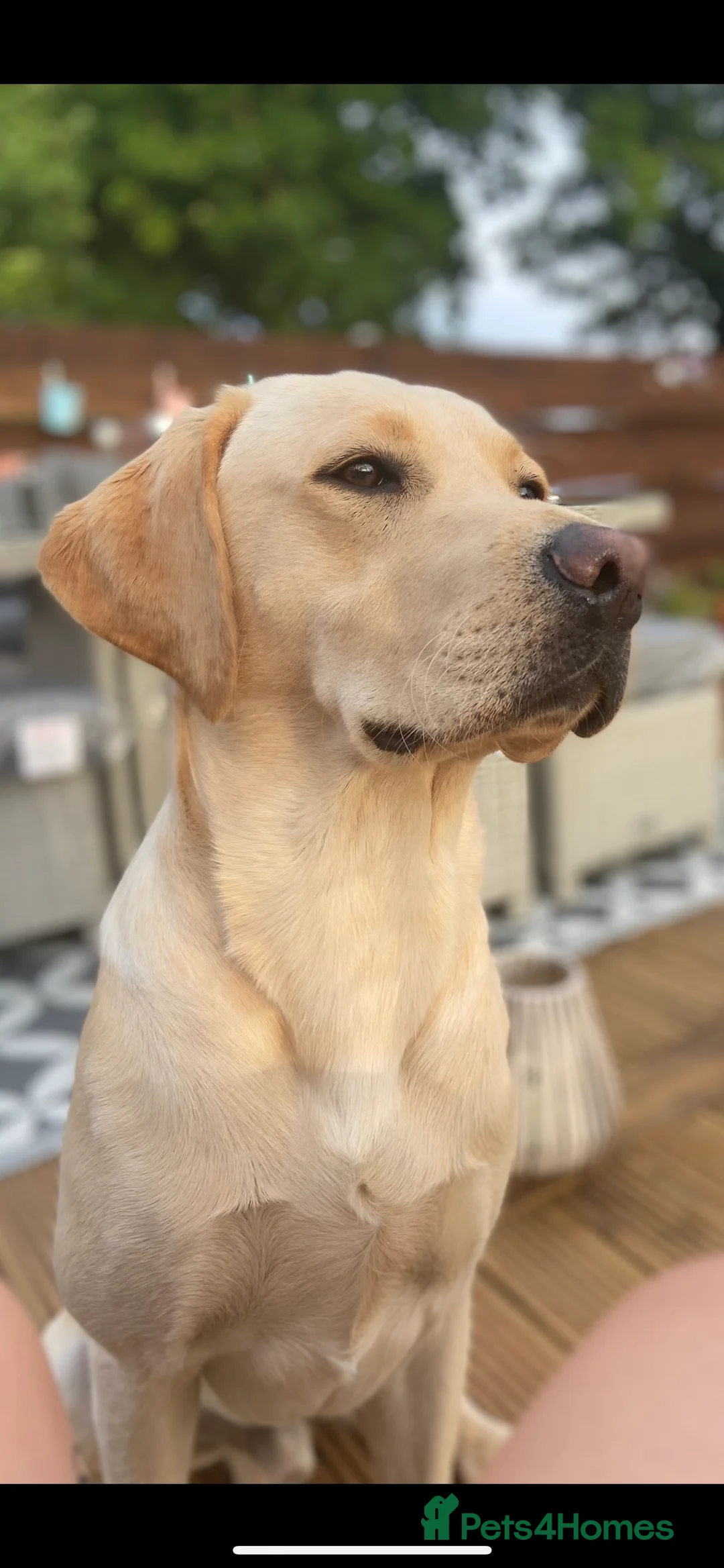 Labrador Retriever dogs for stud: Golden Lab for stud in Norfolk in Norwich - Advert 4