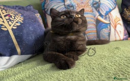 British Shorthair cats for sale: LAST 2 GCCF BSH Kittens – Ready NOW!! in Slough - Image 25