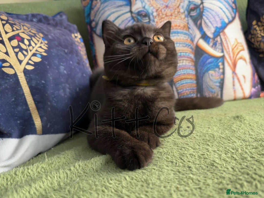 British Shorthair cats for sale: LAST 2 GCCF BSH Kittens – Ready NOW!! in Slough - Image 25