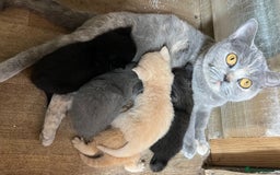 British Shorthair cats for sale: British Shorthair kittens - Image 23