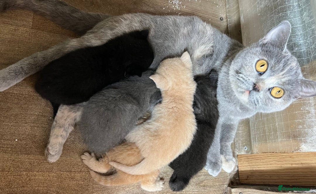 British Shorthair cats for sale: British Shorthair kittens - Image 23