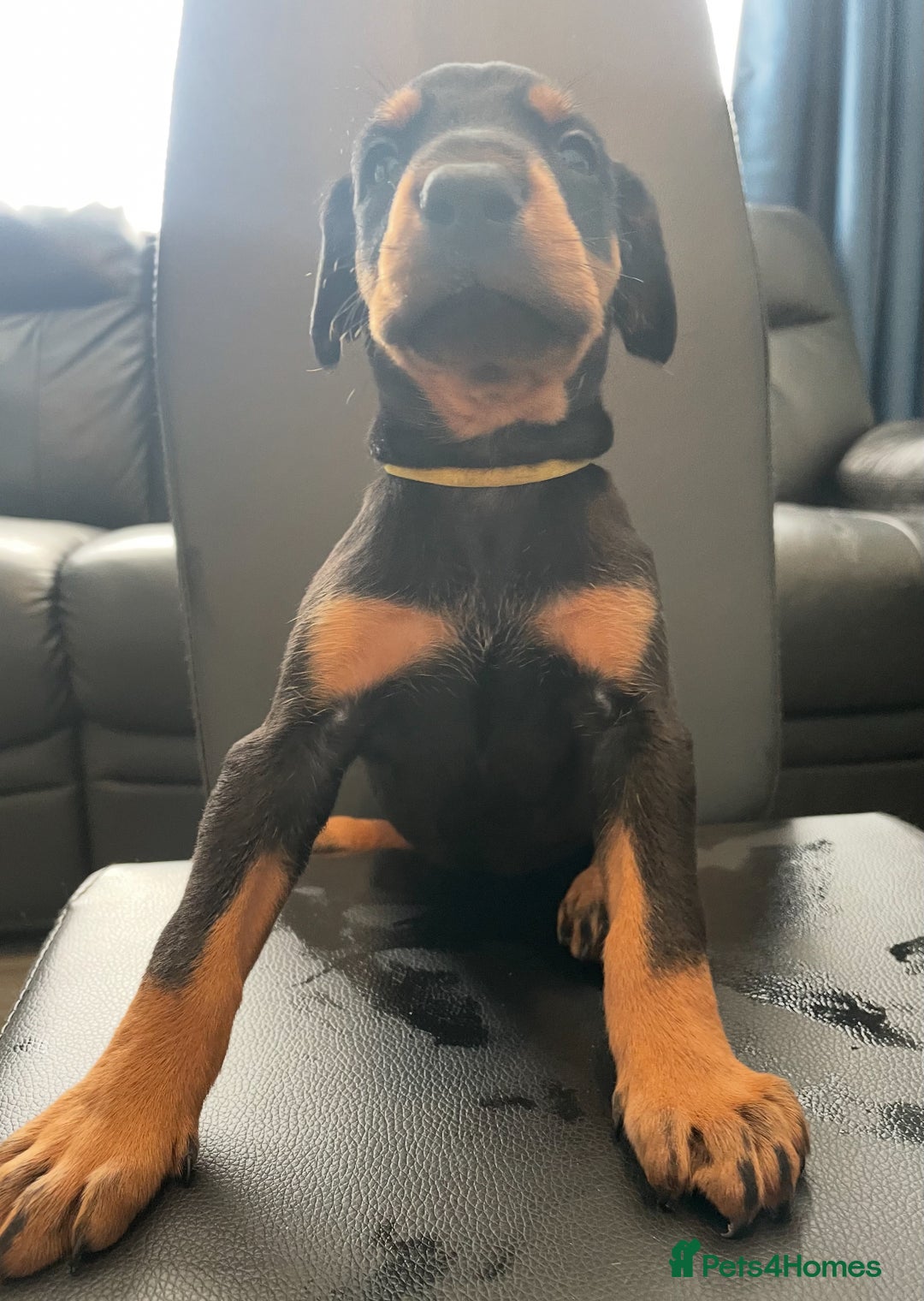 Dobermann dogs for sale: Doberman pups - Advert 25