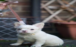 French Bulldog dogs for sale: Fluffy French bulldogs pending pink & testable  - Image 6