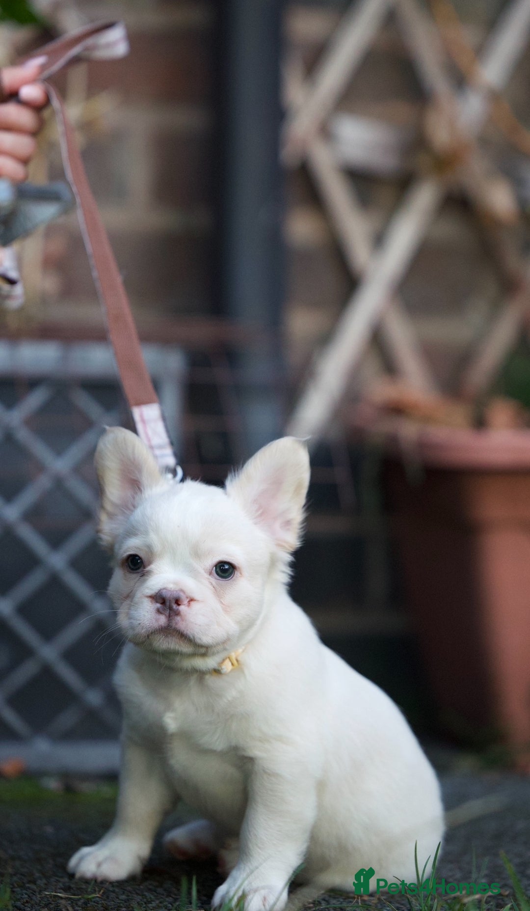 French Bulldog dogs for sale: Fluffy French bulldogs pending pink & testable  - Image 6