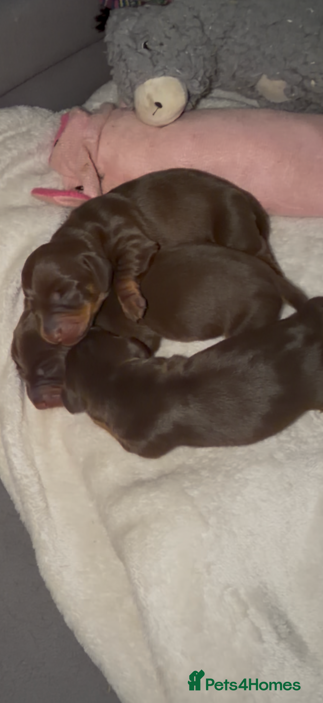 Miniature Dachshund dogs for sale: Stunning minature dachshunds  - Advert 3