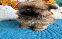 Mixed Breed dogs for sale: RARE TINY Outstanding Pomeranian cross puppies  - Image 10