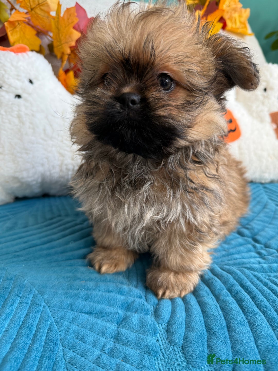 Mixed Breed dogs for sale: RARE TINY Outstanding Pomeranian cross puppies  - Image 10