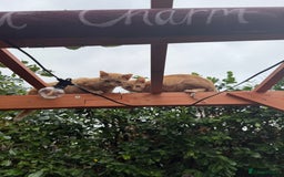 Mixed Breed cats for sale: Little boy Kitten - Image 2