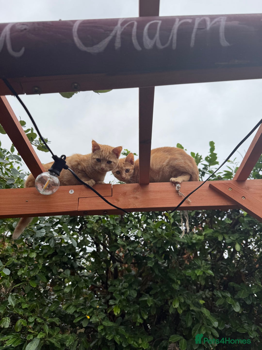 Mixed Breed cats for sale: Little boy Kitten - Image 2