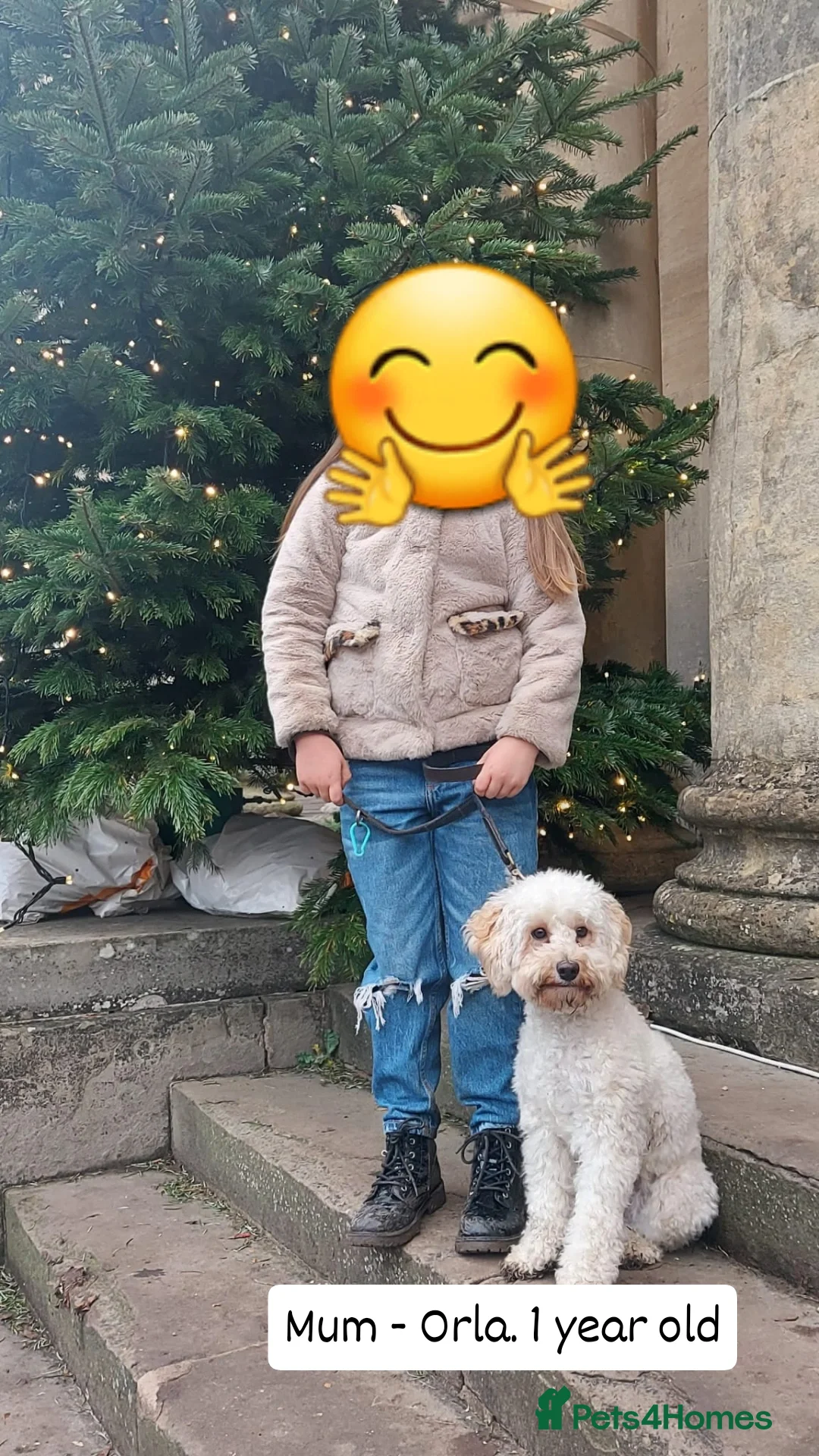 Cockapoo dogs for sale: F1B Small Cockapoo Puppies. Only 2 boys available  - Image 7