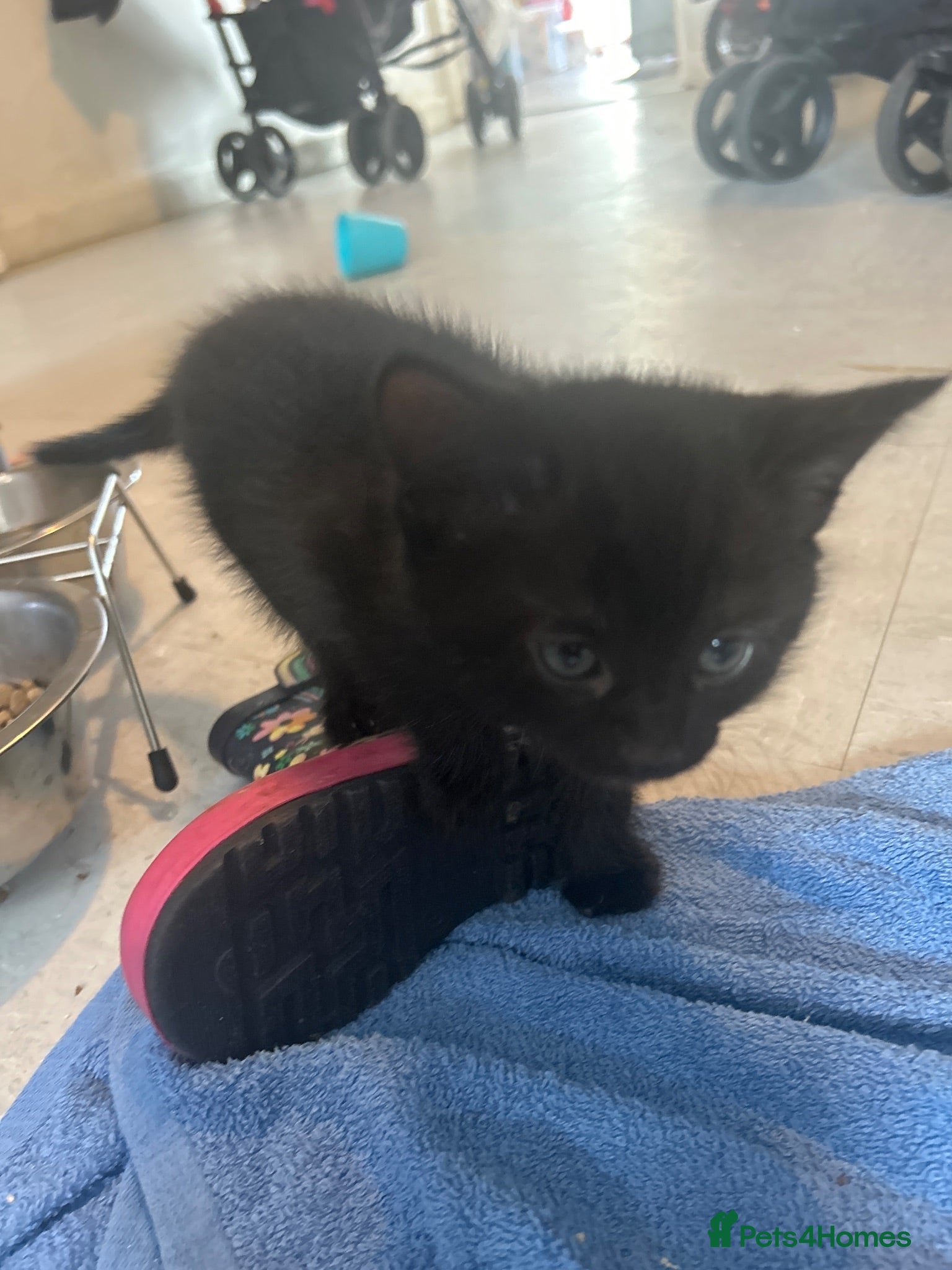 Domestic Shorthair cats Kittens - Advert 15