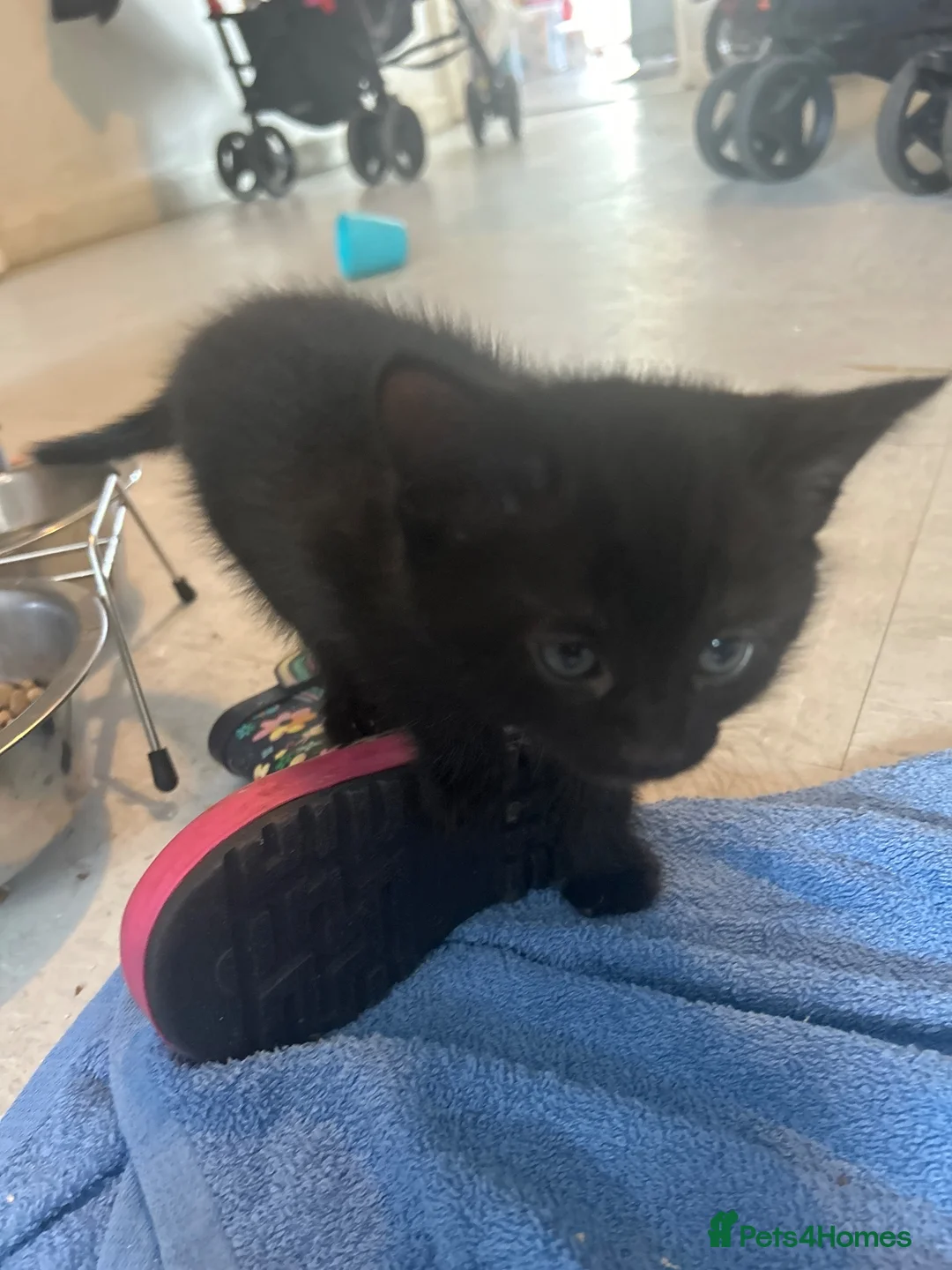 Domestic Shorthair cats for sale: Kittens - Advert 1