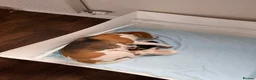 Beagle dogs for sale: Beagle pups both female 1 tri and one lemon - Advert 12