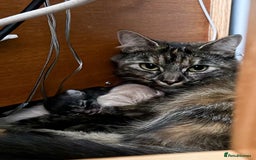 British Longhair cats for sale: Beautiful British longhair kittens - Image 19