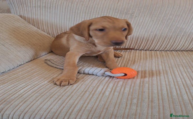 Labrador Retriever dogs 3 month old labrador  - Advert 7