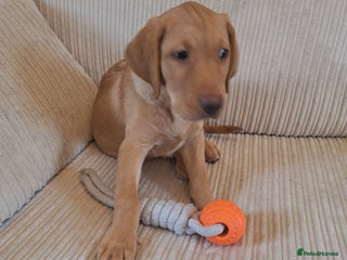 Labrador Retriever dogs 3 month old labrador - Advert 14