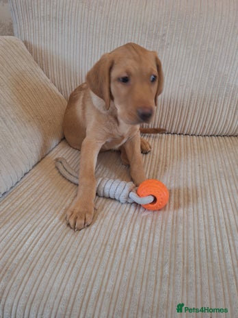 Labrador Retriever dogs 3 month old labrador - Advert 5