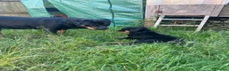 Rottweiler dogs for sale: Stunning chunky Rottweiler puppies - 6 boys  - Advert 2