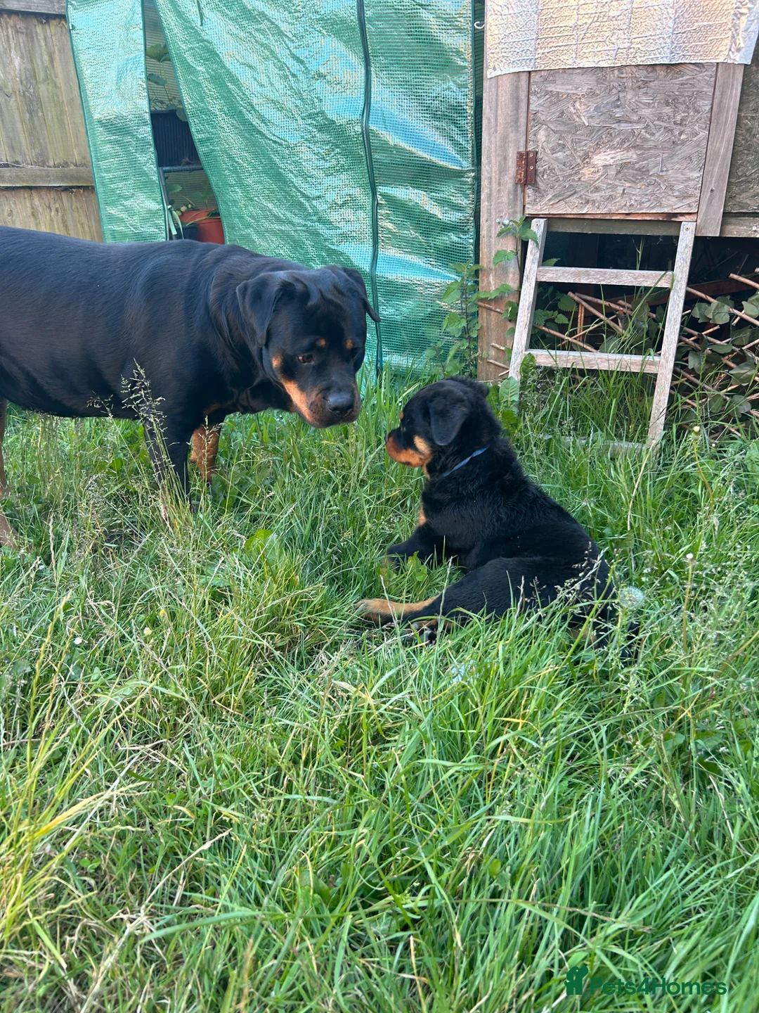 Rottweiler dogs for sale: Stunning chunky Rottweiler puppies - 6 boys  - Advert 2
