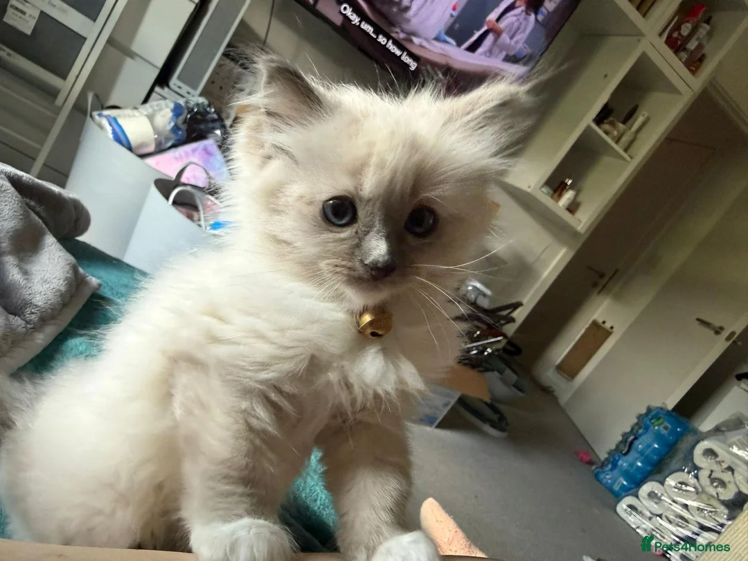 Ragdoll cats for sale: 3 wonderful ragdoll kittens  - Advert 1