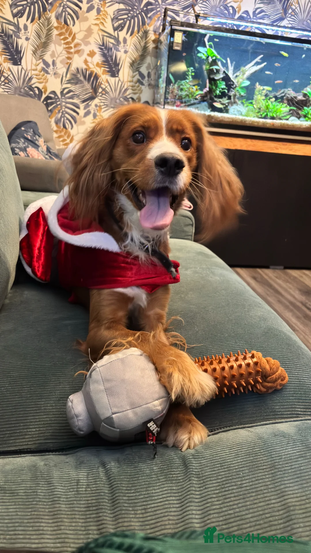 Cocker Spaniel dogs for sale: 2 year old male Cocker Spaniel - Advert 2