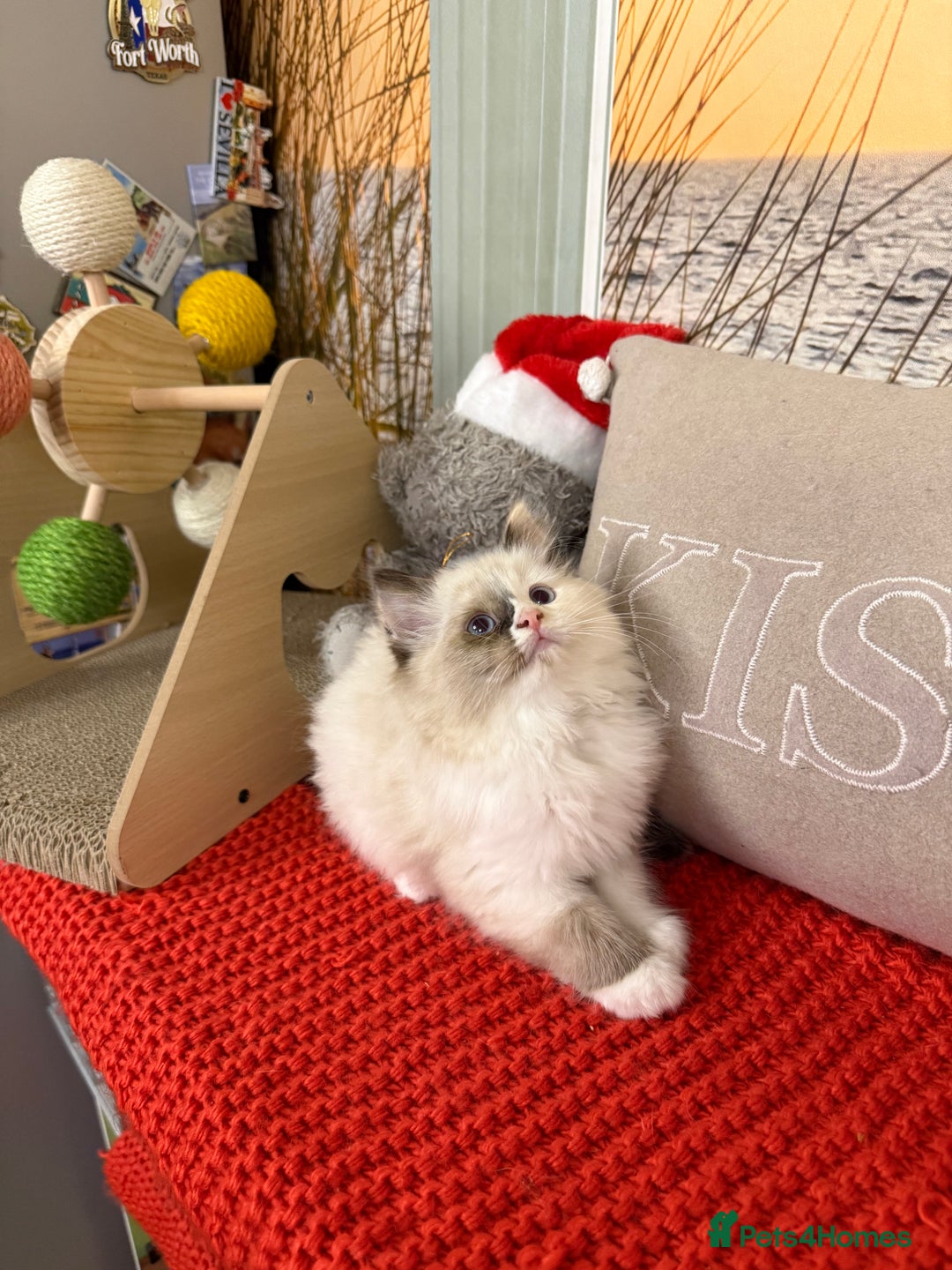 Ragdoll cats for sale: Beautiful Ragdolls kittens  - Advert 9