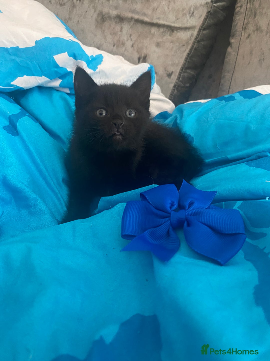 Mixed Breed cats for sale: Kittens Nottingham  - Image 9