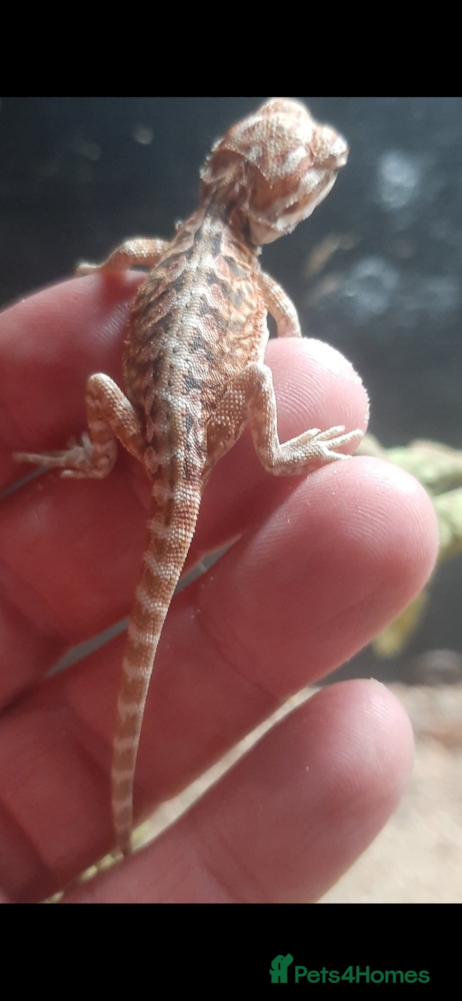 Bearded Dragon reptiles for sale: Beautiful Baby Bearded Dragons For Sale - Advert 6