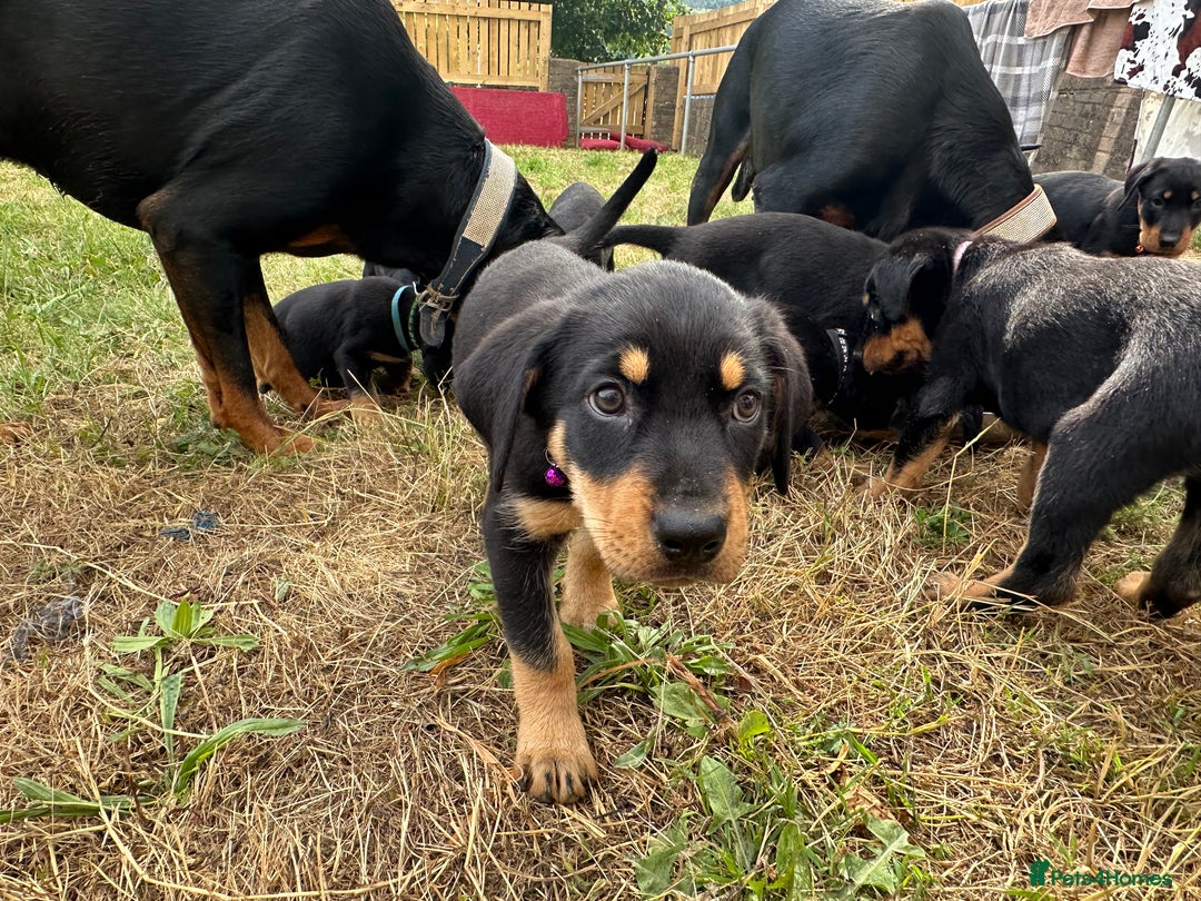 Rottweiler dogs for sale: Healthy Rottweiler puppies ready now  - Image 13