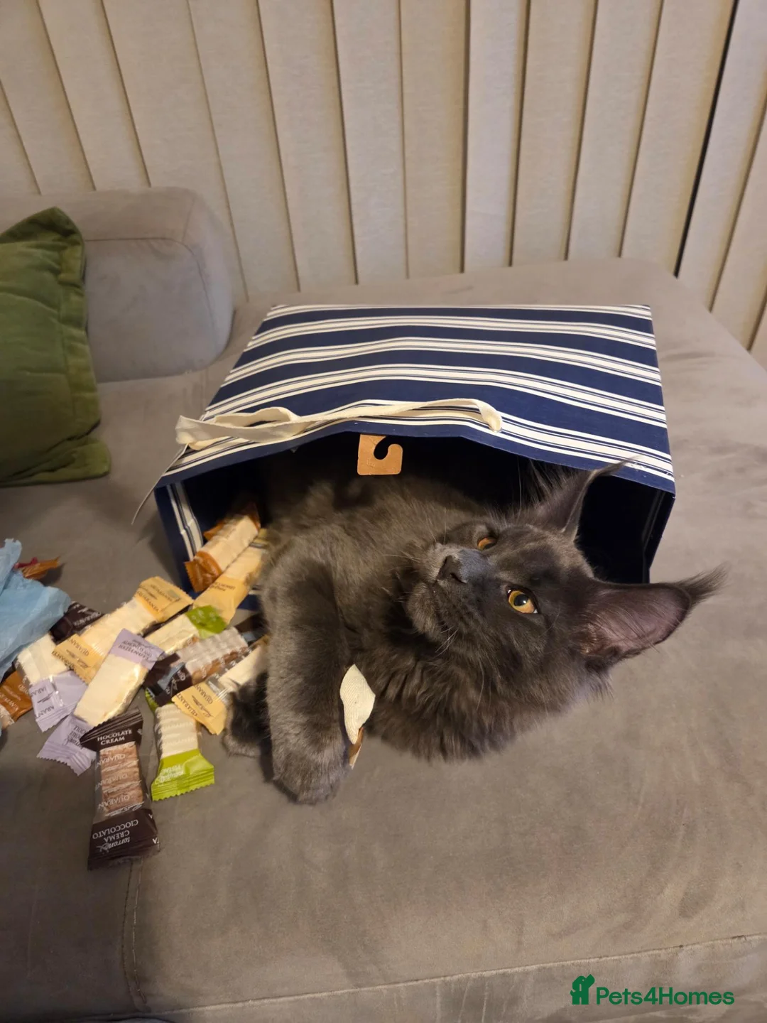 Maine Coon cats for sale: TICA MC kitten waiting for his forever home - Advert 2