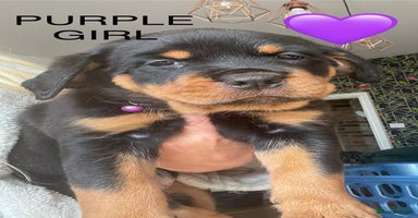 Rottweiler dogs - Advert 2