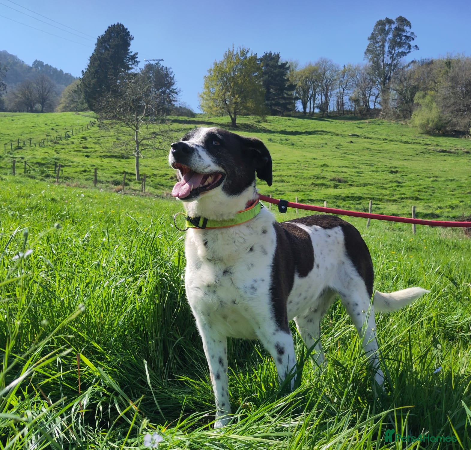 Mixed Breed dogs Lula, a spanish mastif - pointer cross  - Advert 1