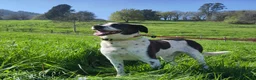 Mixed Breed dogs for adoption: Lula, a spanish mastif - pointer cross  in Barnoldswick - Advert 1
