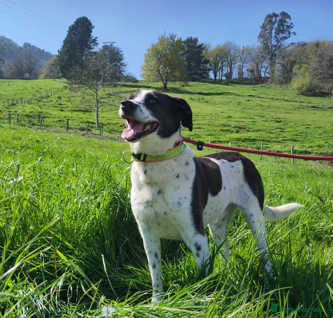 Mixed Breed dogs for adoption: Lula, a spanish mastif - pointer cross  in Barnoldswick - Advert 1