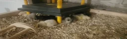 Chickens poultry for sale: Silkie Chickens  - Advert 6