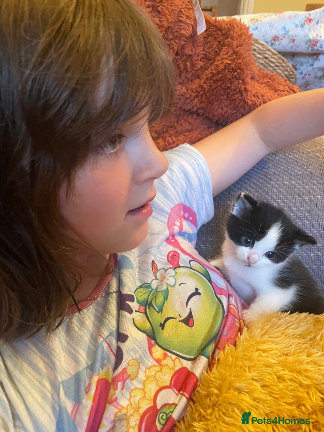 British Longhair cats for sale: British Longhair x domestic black white kittens - Image 8
