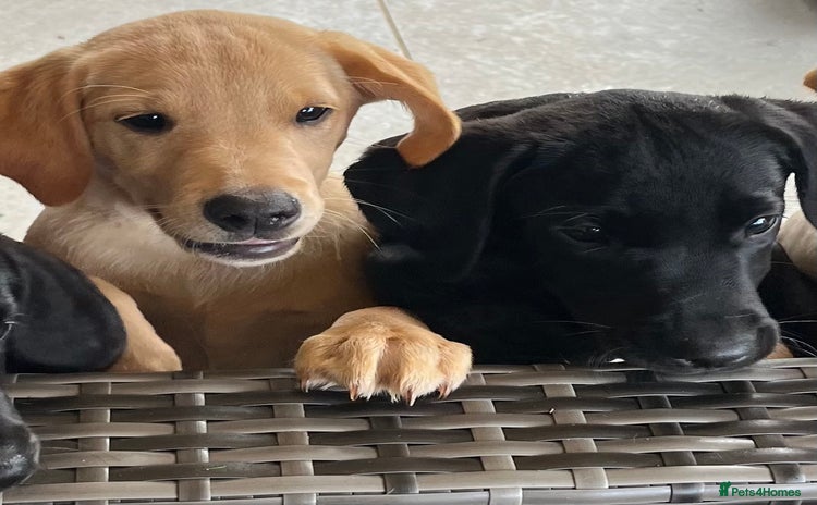 Labrador Retriever dogs for sale - Advert 1