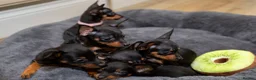 Miniature Pinscher dogs for sale: Miniature pinchers in Chatham - Advert 15