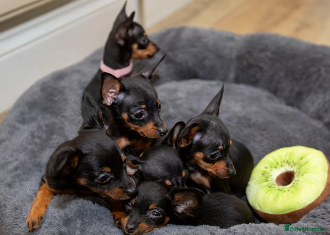 Miniature Pinscher dogs for sale: Miniature pinchers in Chatham - Advert 15