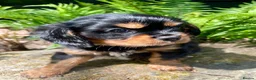 Cavalier King Charles Spaniel dogs for sale: Quality Cavalier King Charles puppy  - Advert 3