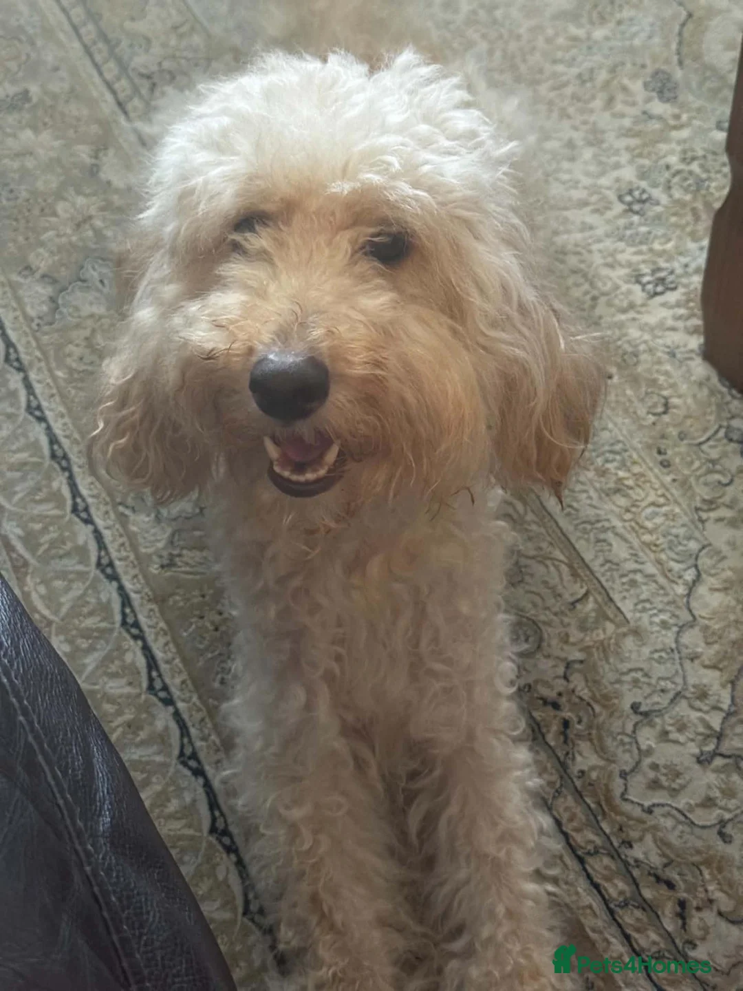 Cockapoo dogs for sale: 12 week old cockapoo puppies - Advert 1