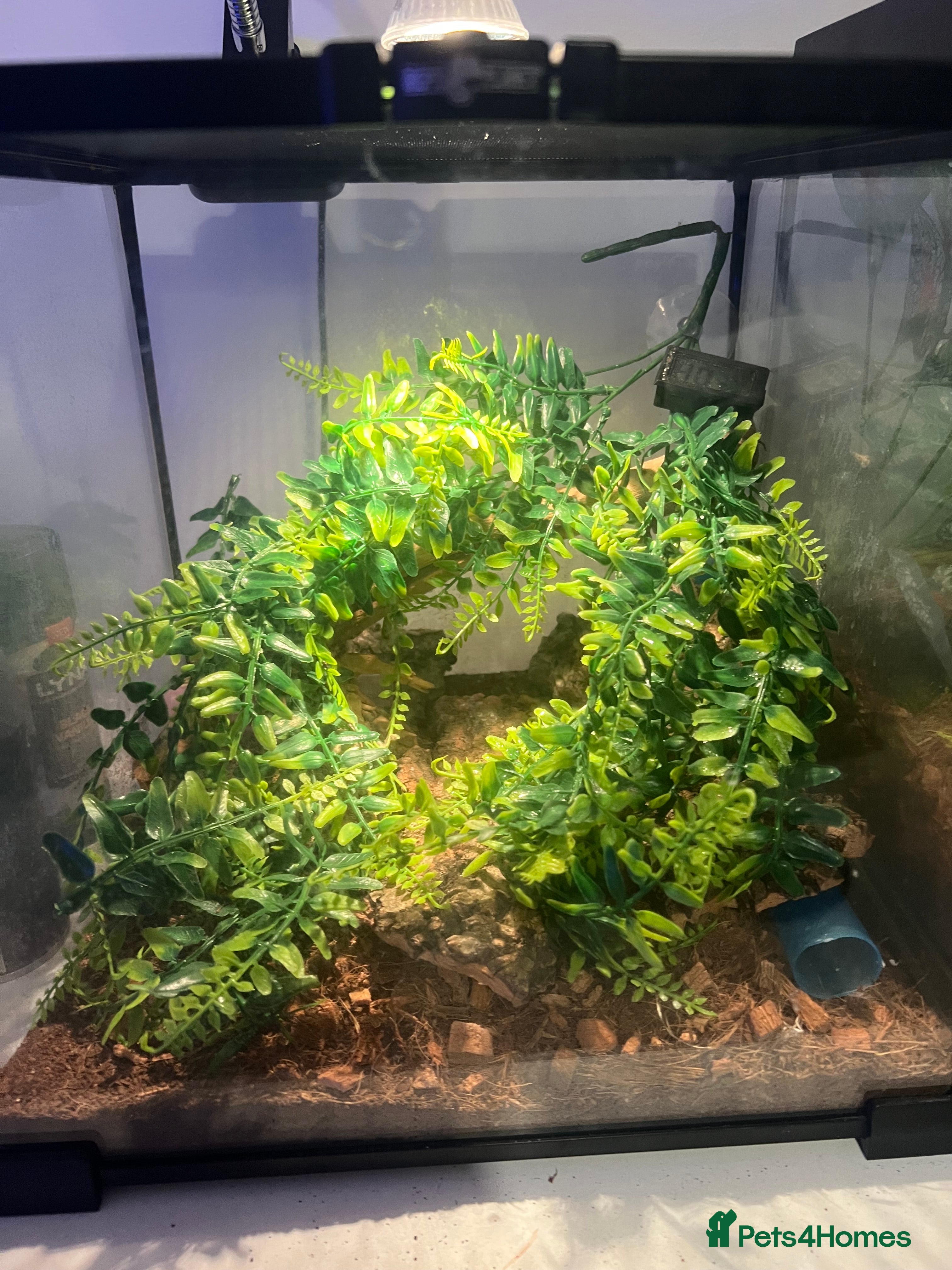 Gecko reptiles Mourning geckos with full setup - Advert 1