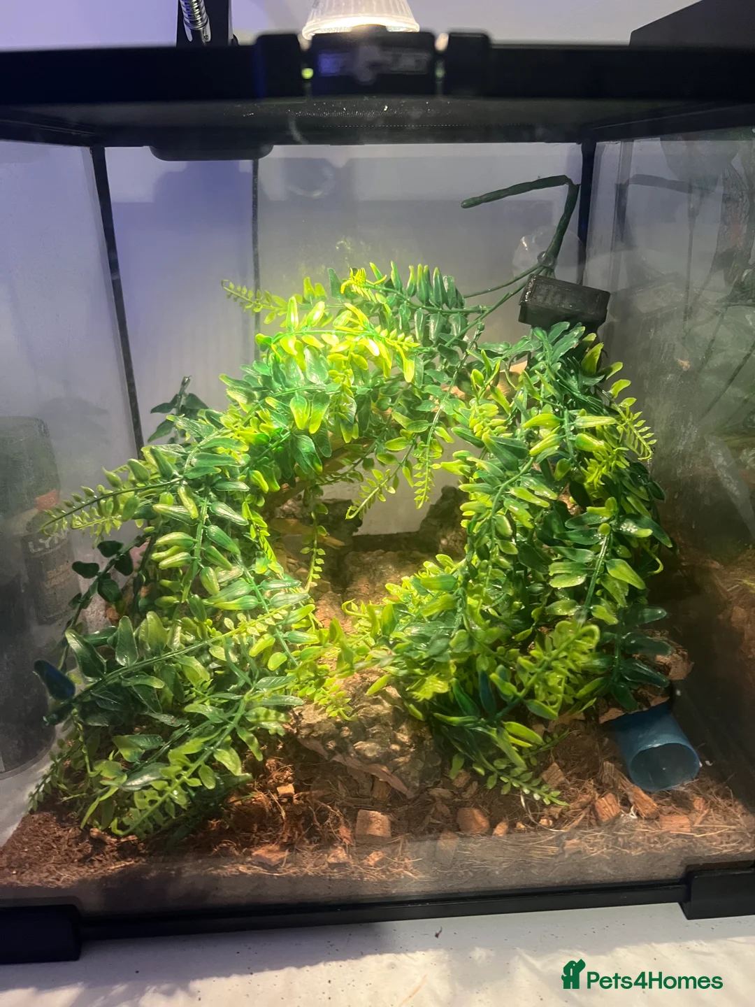 Gecko reptiles for sale: Mourning geckos with full setup - Advert 1