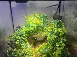 Gecko reptiles Mourning geckos with full setup - Advert 9