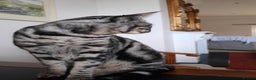 Savannah cats for sale: Full Pedigree & TICA Reg F5 Marble Savannah Kitten - Advert 5